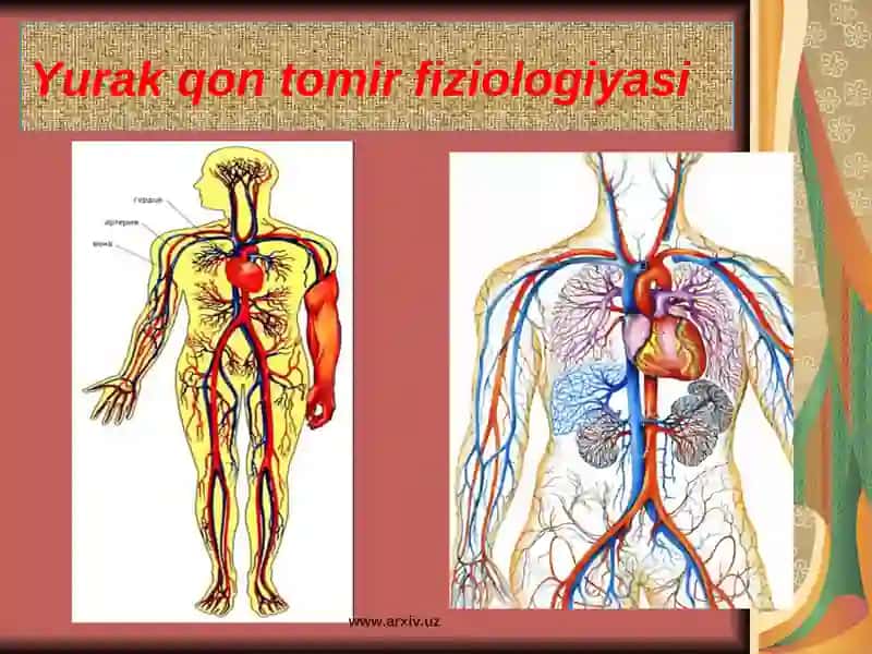 Yurak haqida umumiy tushuncha 2