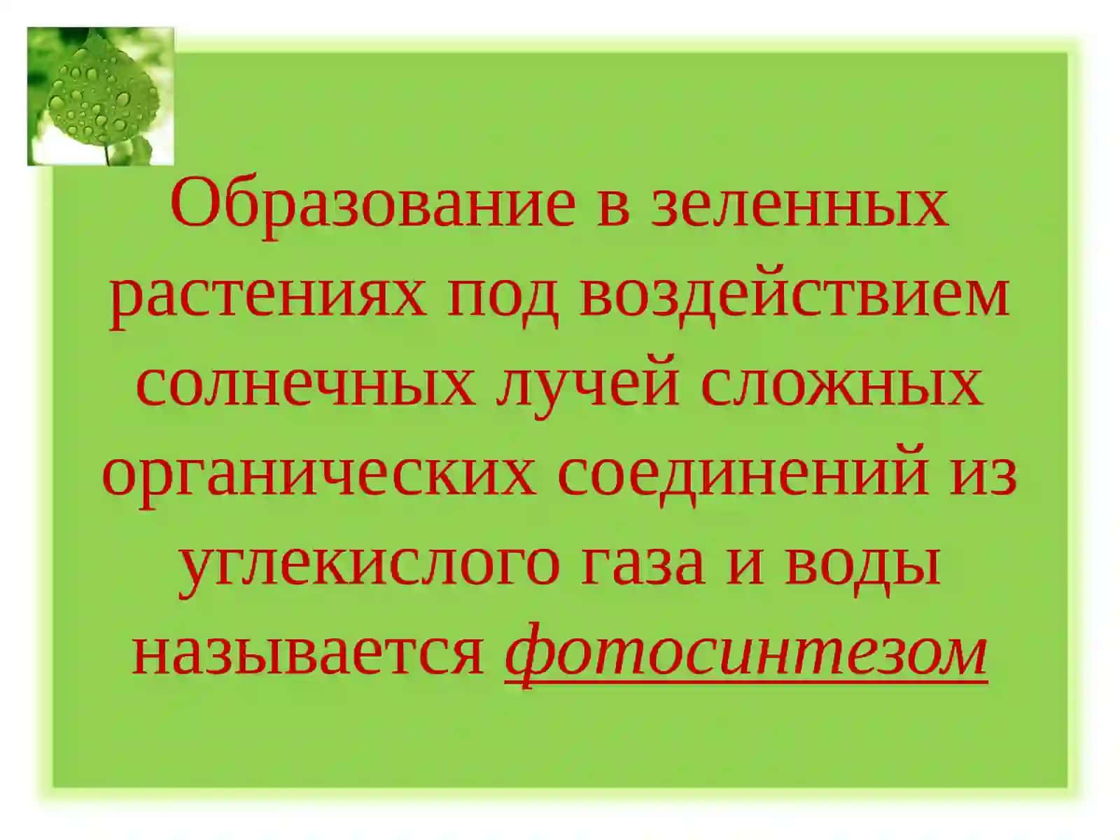Фотосинтез 2