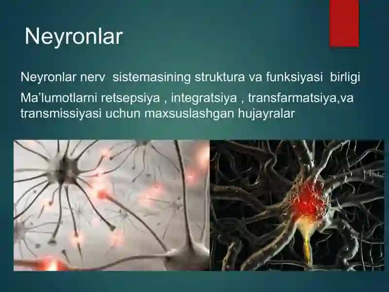 Neyronlarning tzulishi va funksiyasi 2