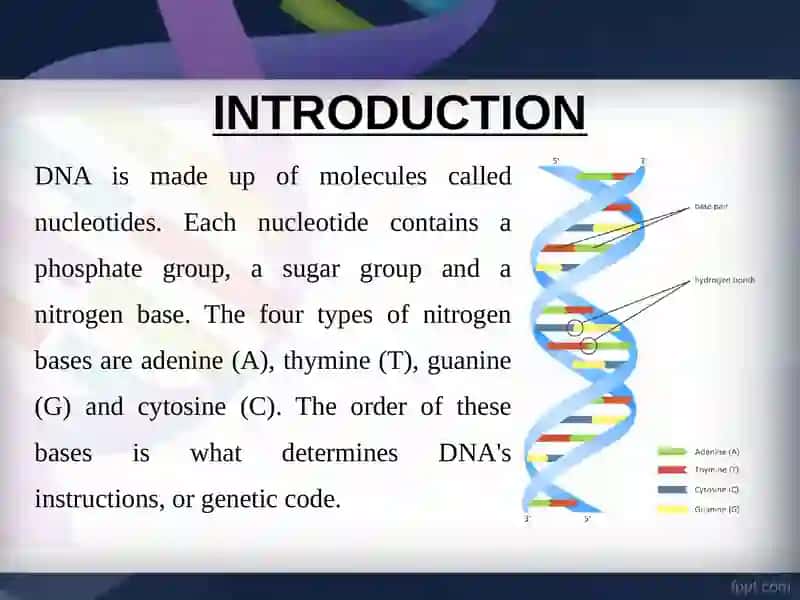 DNA Structure 2