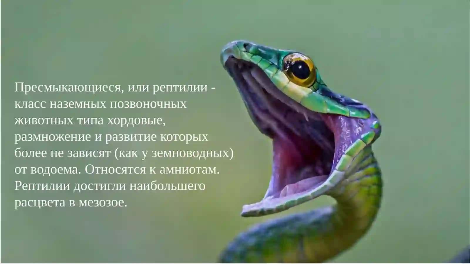 Класс пресмыкающиеся 2