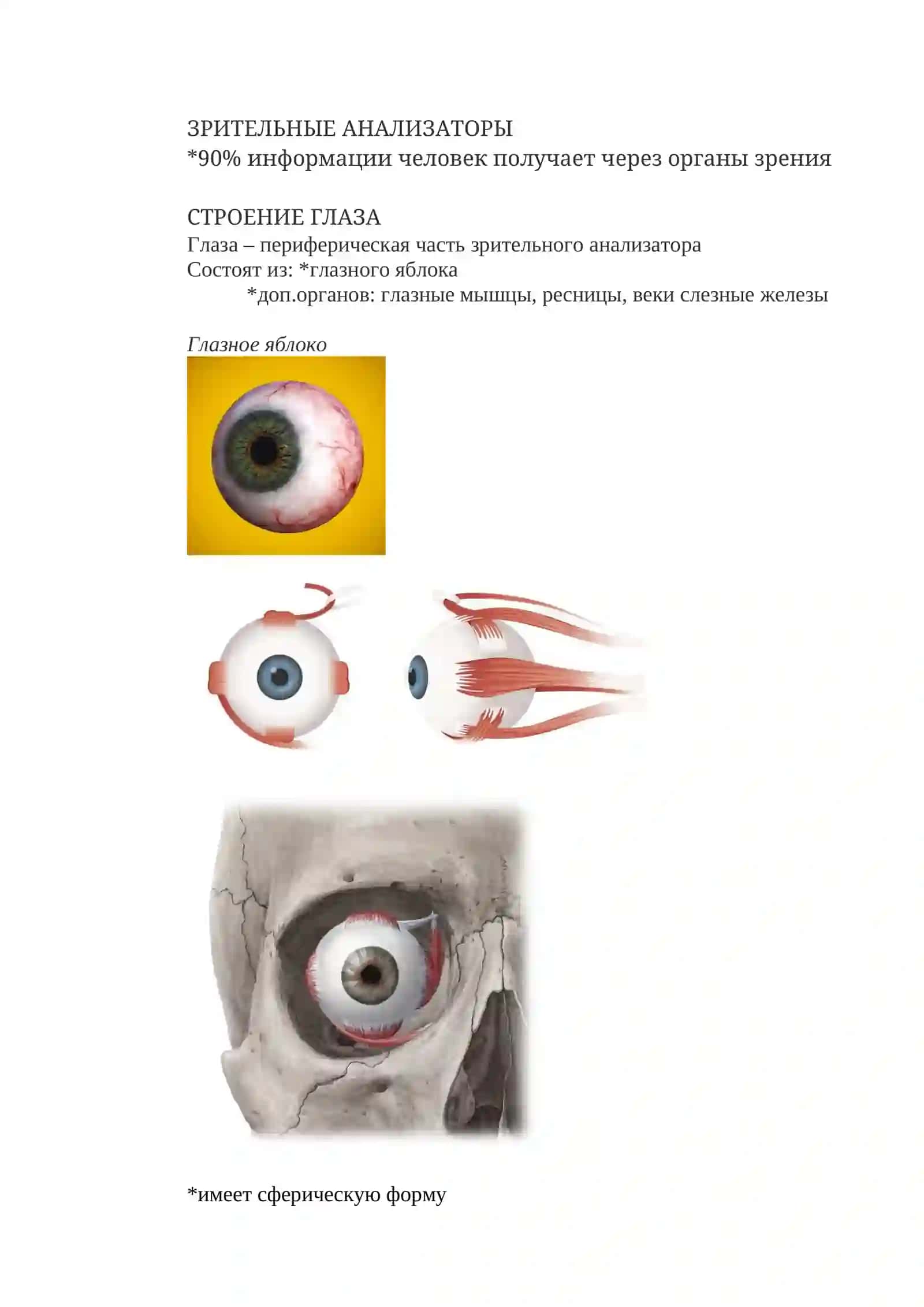 Органы чувств 2