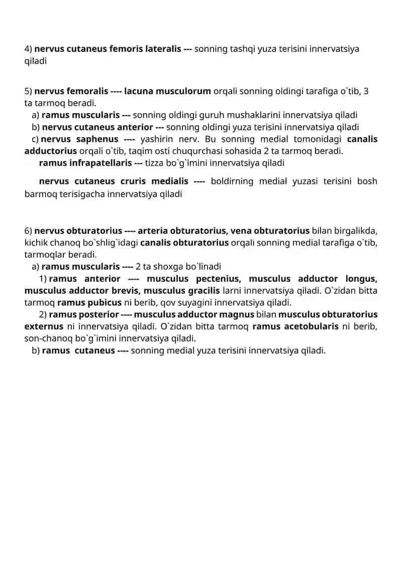 Plexus lumbalis 2