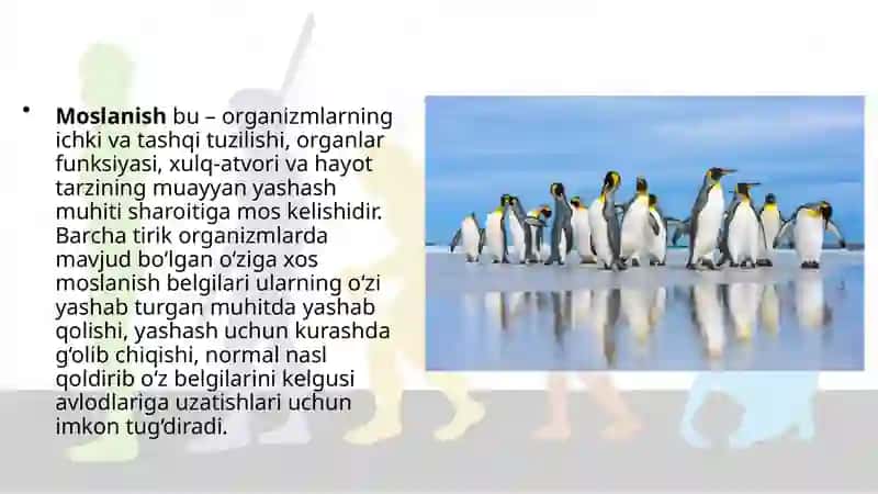 Organik olam dagi moslanishlar – evolutsiya natijasi 2