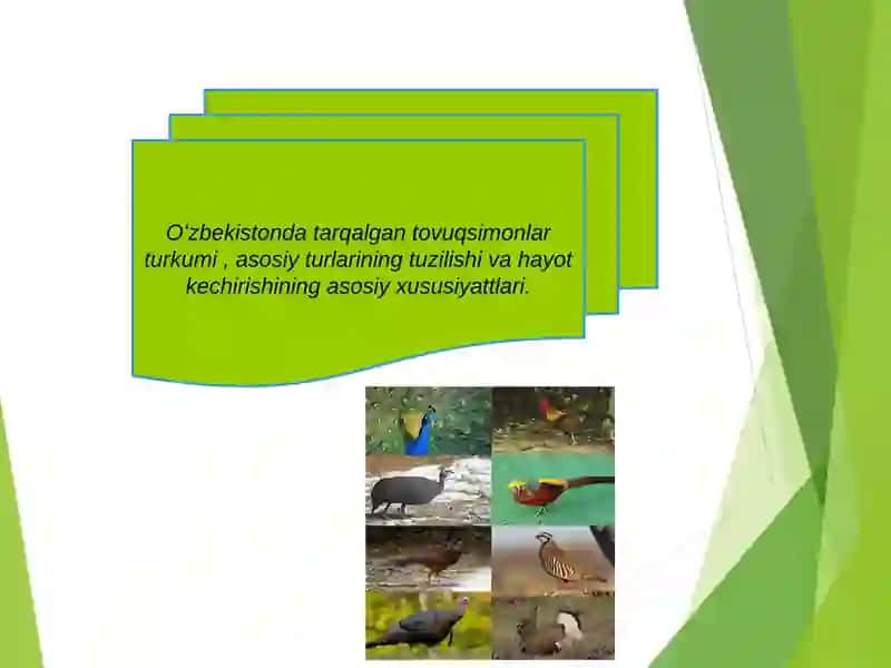 Tovuqsimonlar Biologiyasi 2