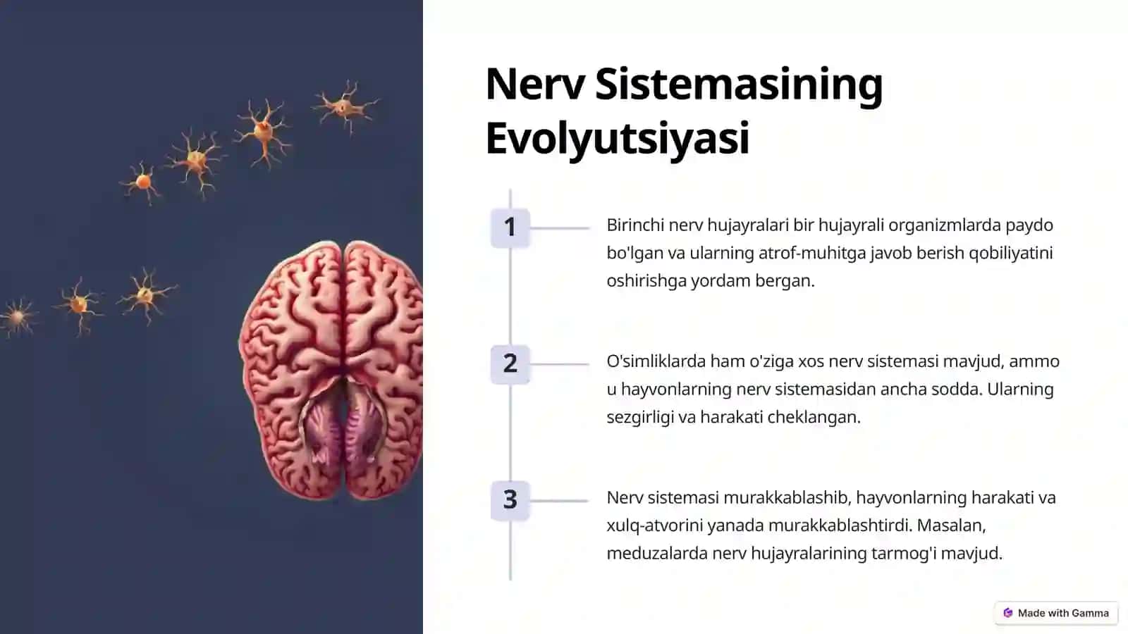 Nerv Sistemasi Filogenezi 2