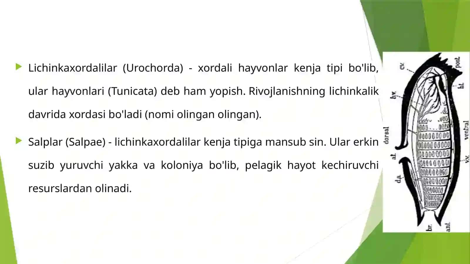 Lichinka xordalilar 2