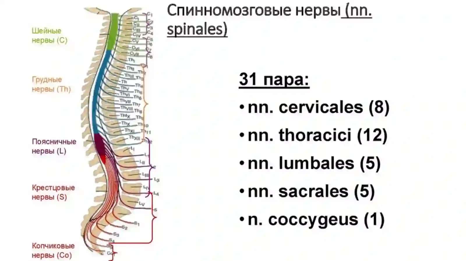 Образование спинно-мозговых нервов 2