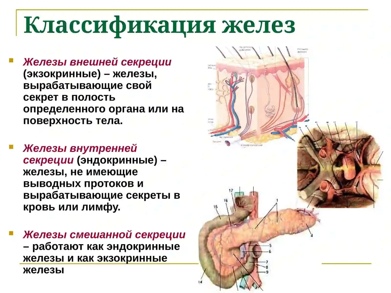 Эндокринная система 2
