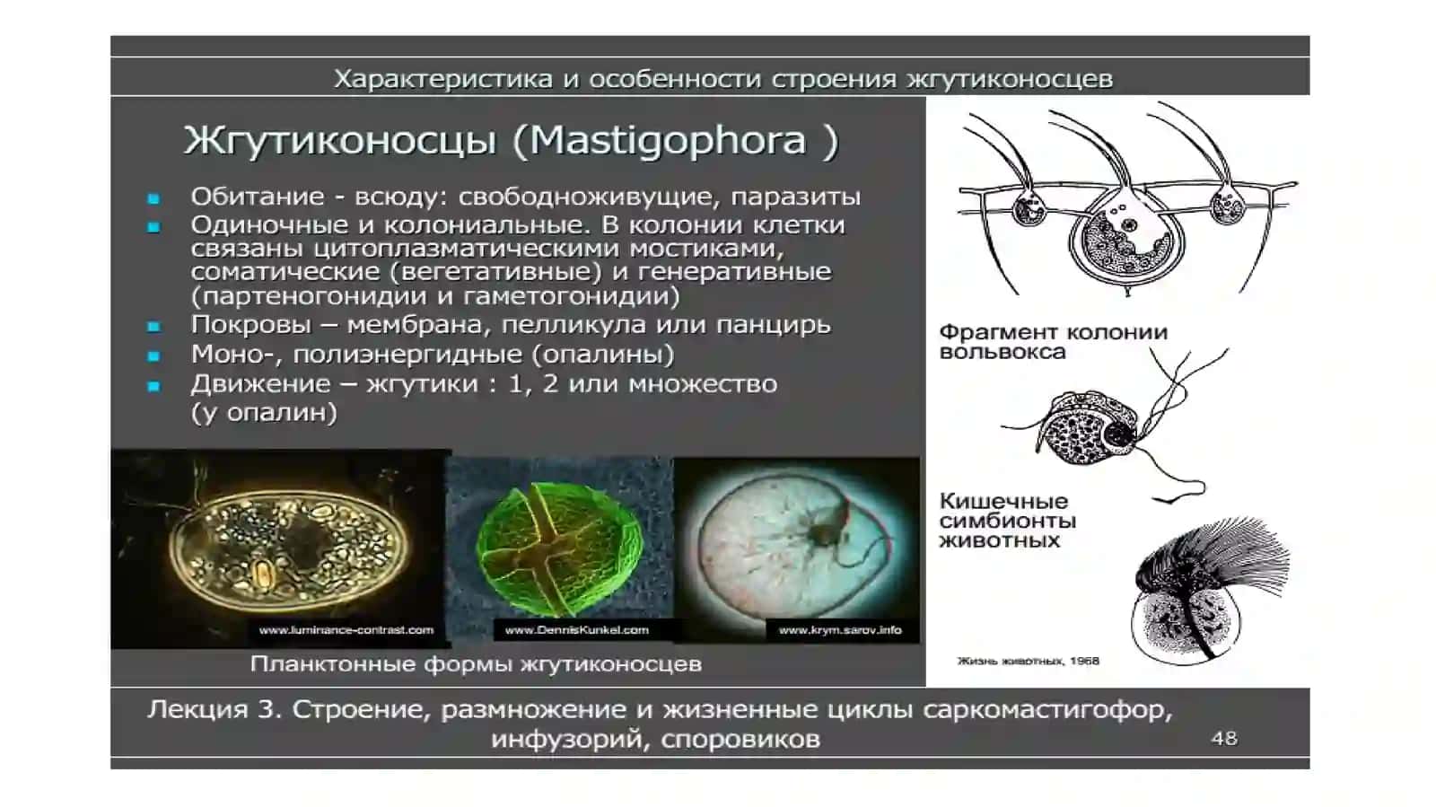 Класс жгутиковые 2