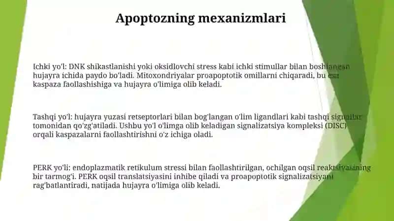 Hujayra Appoptozi 2
