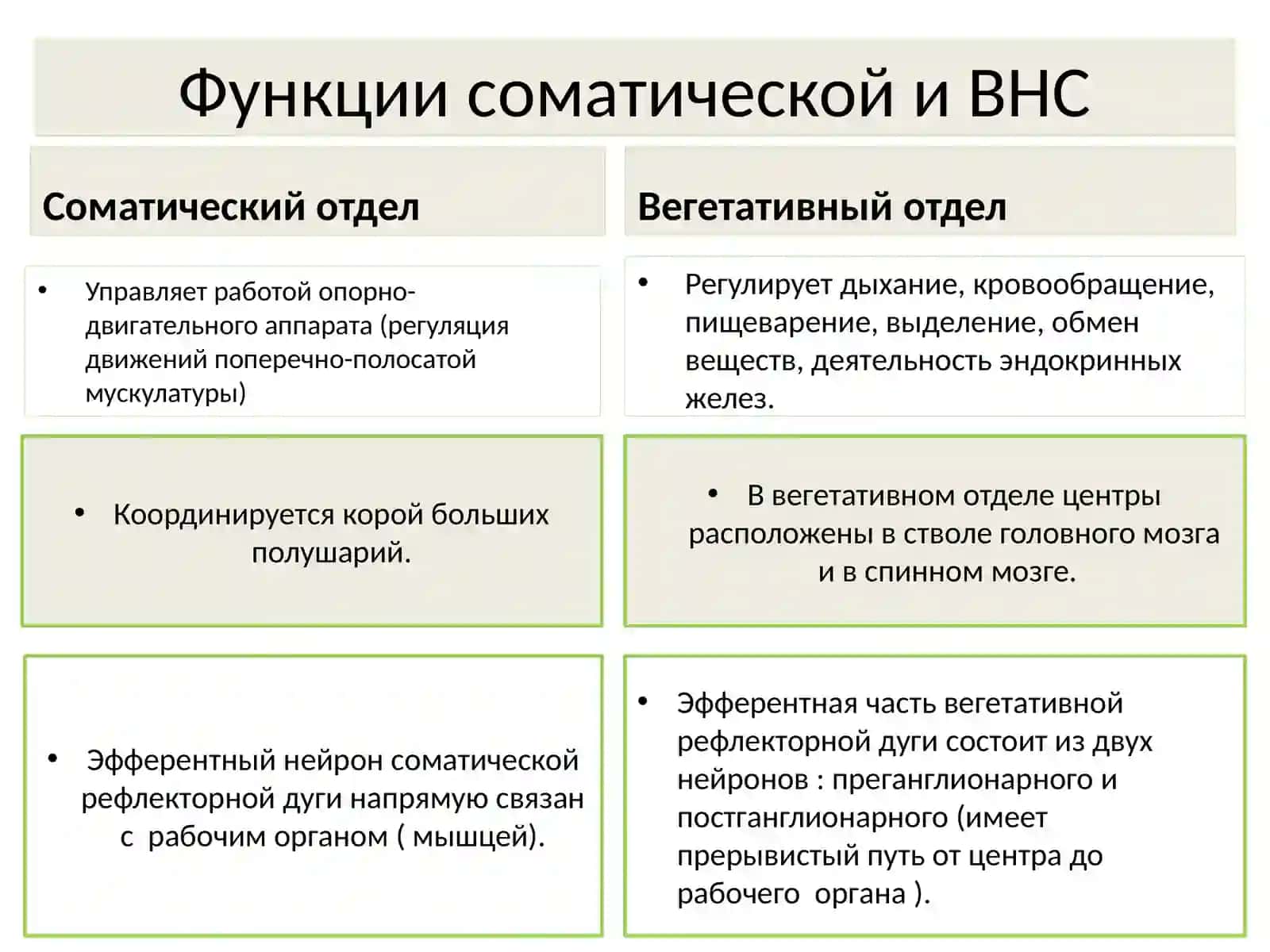 Отделы нервной системы 2