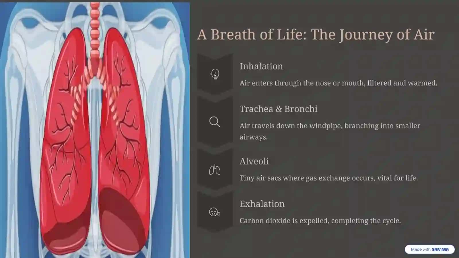 The Marvel of Lungs and the Pulmonary System 2