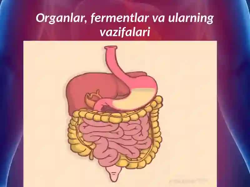 Ovqathazmqilishningahamiyati 2