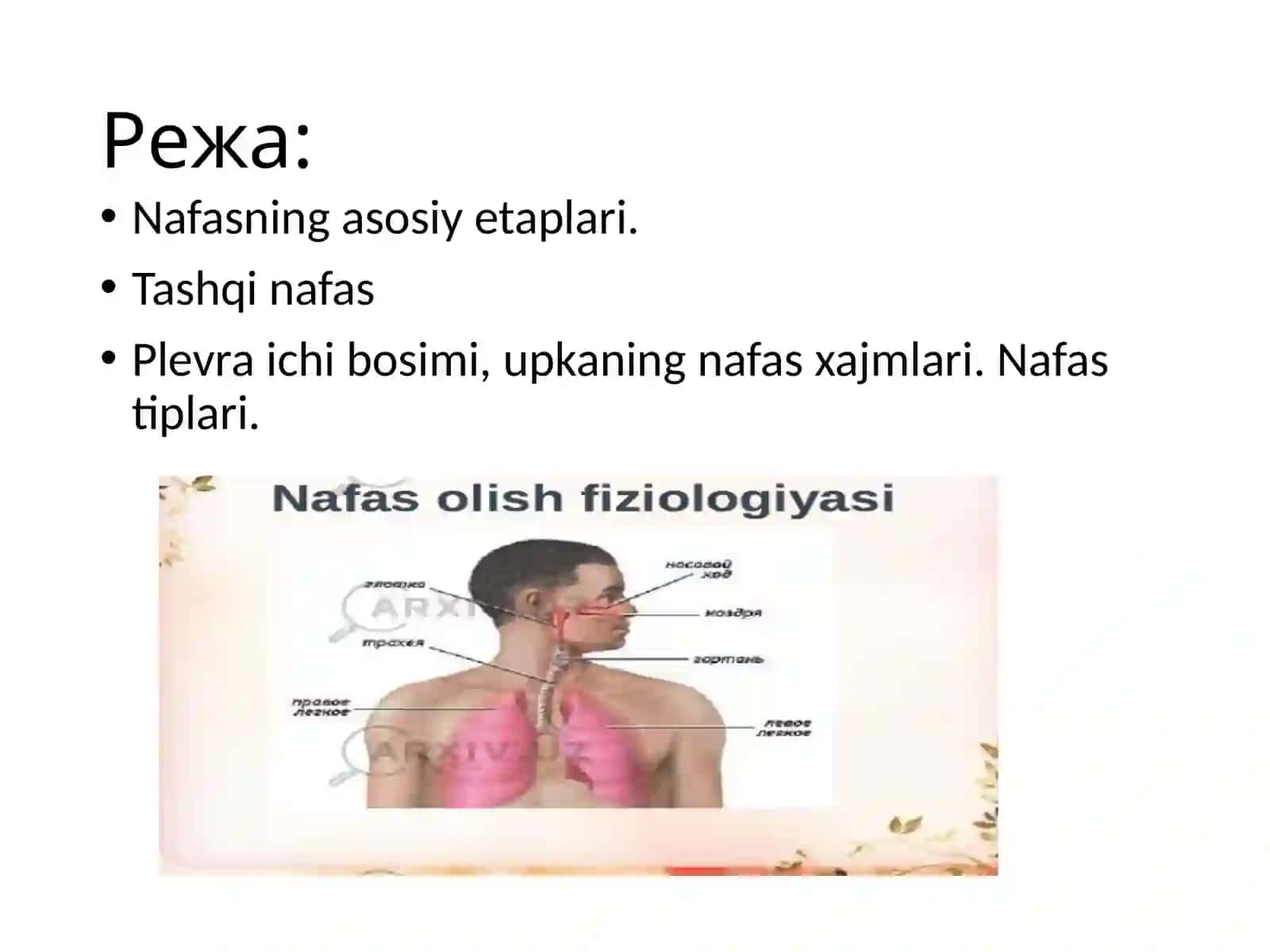 Nafasfiziologiyasi 2