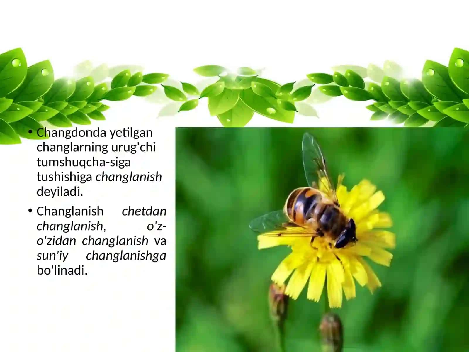 GULLARNING CHANGLANISHI 2