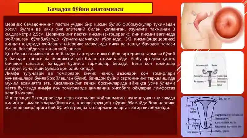 Бачадон бўйнисаратони 2