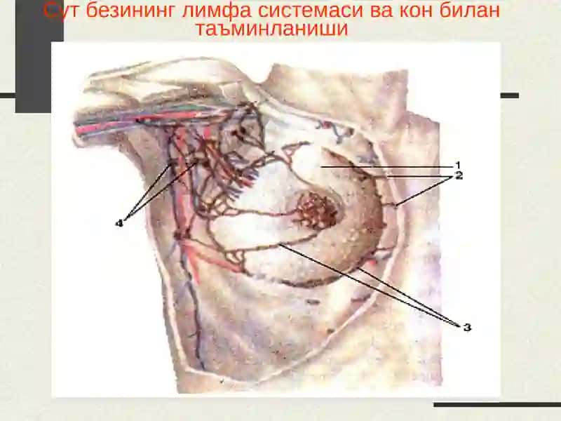 Сутбези 2