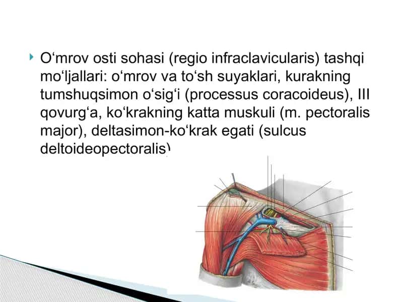 qoʻl topgrafik anatomiyasi 2