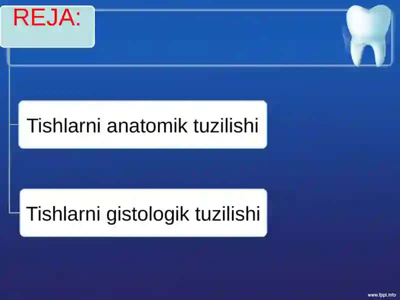 Tishlarni anatomik va gistologik tuzilishi 2