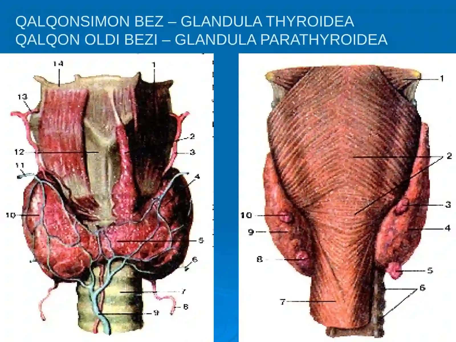 ICHKI SEKRETSIYA BEZLARI 2