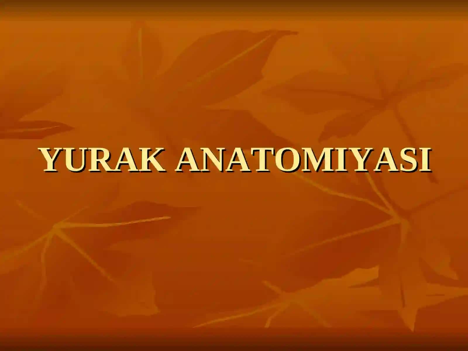 YURAK ANATOMIYASI 2