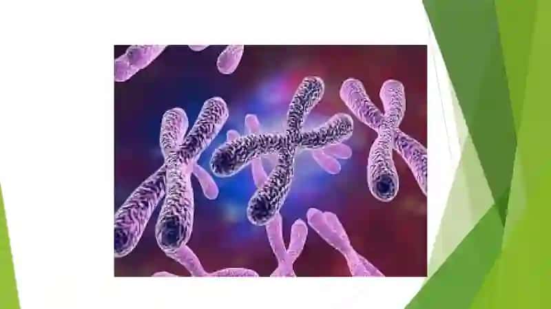 Xromosoma. Xromosomalarning molekulyar tuzilishi. 2