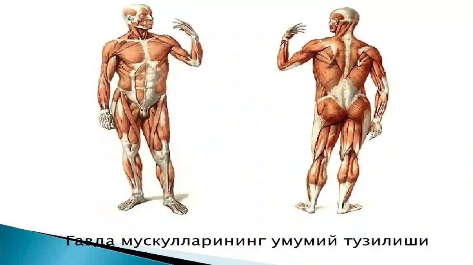 Мускуллар тизими 2