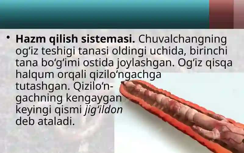 Yomg‘ir chuval changining ichki tuzilishi 2