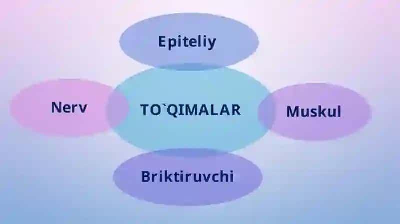 To'qimalar, organlar va organism 2