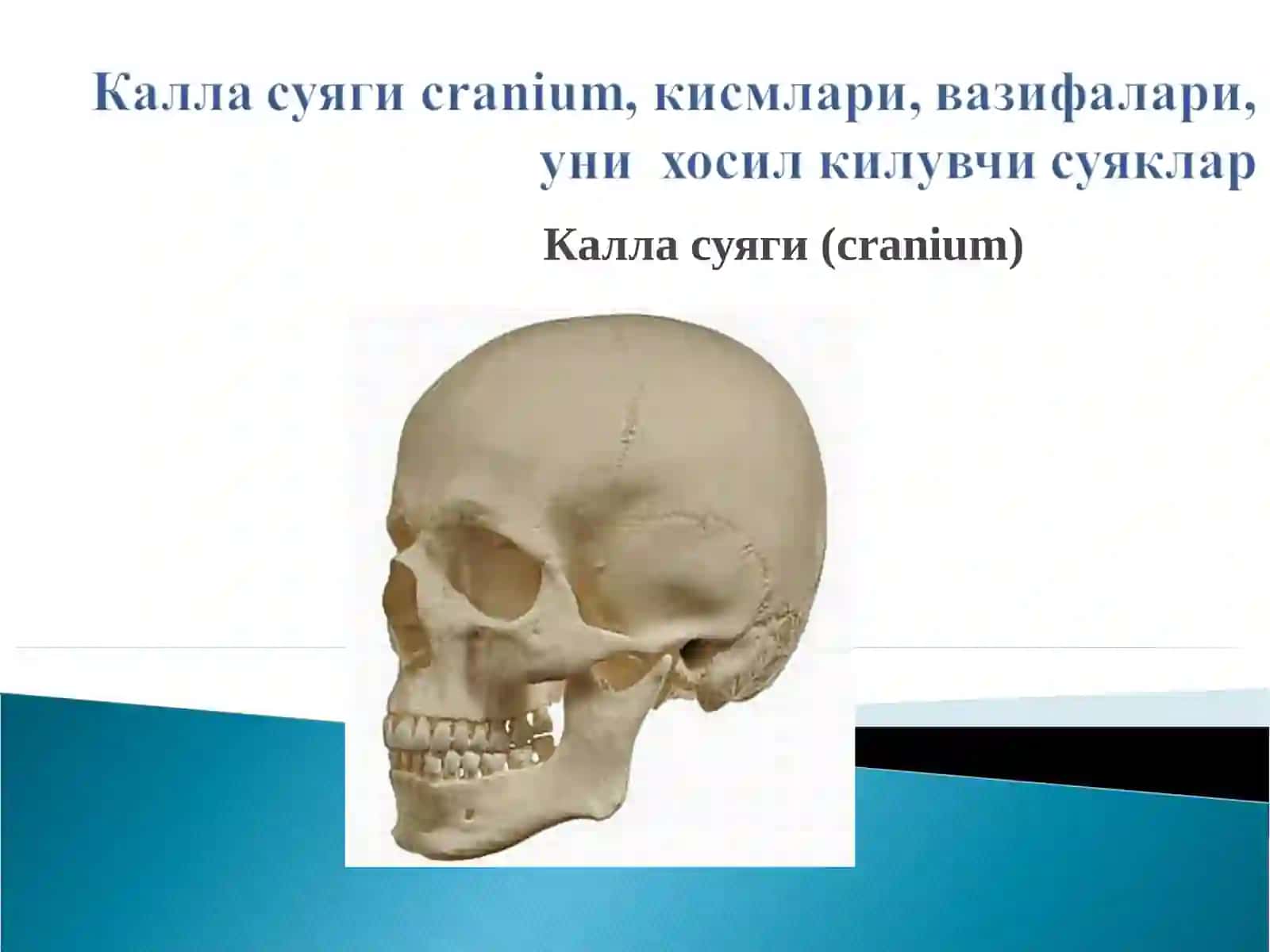 Калла суяги (cranium) 2