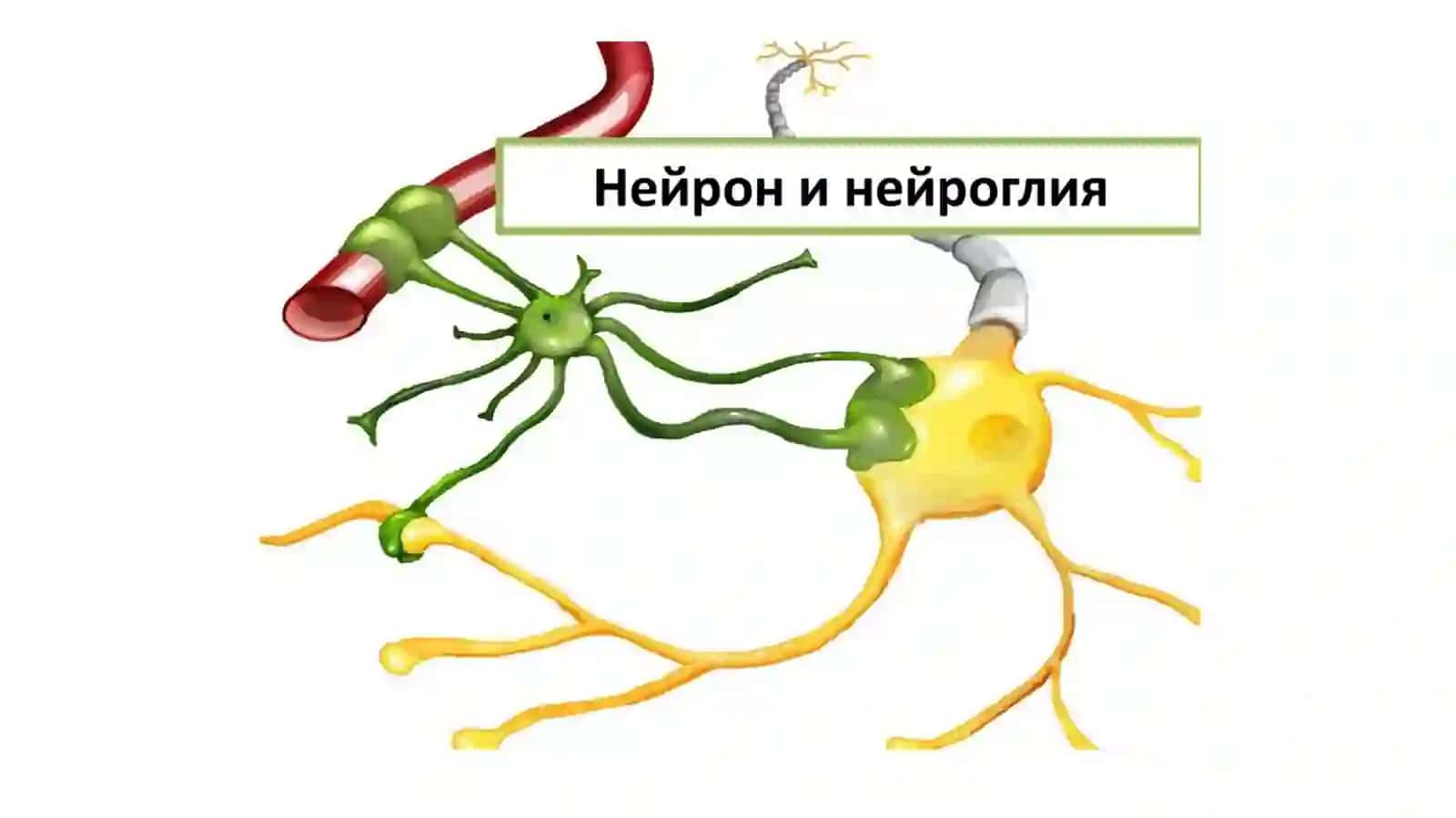 Vegetativ nerv sistemasi haqida 2