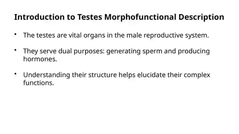 Morphofunctional Description. Testes: Generative And Endocrine Activity Intratesticular Ducts 2