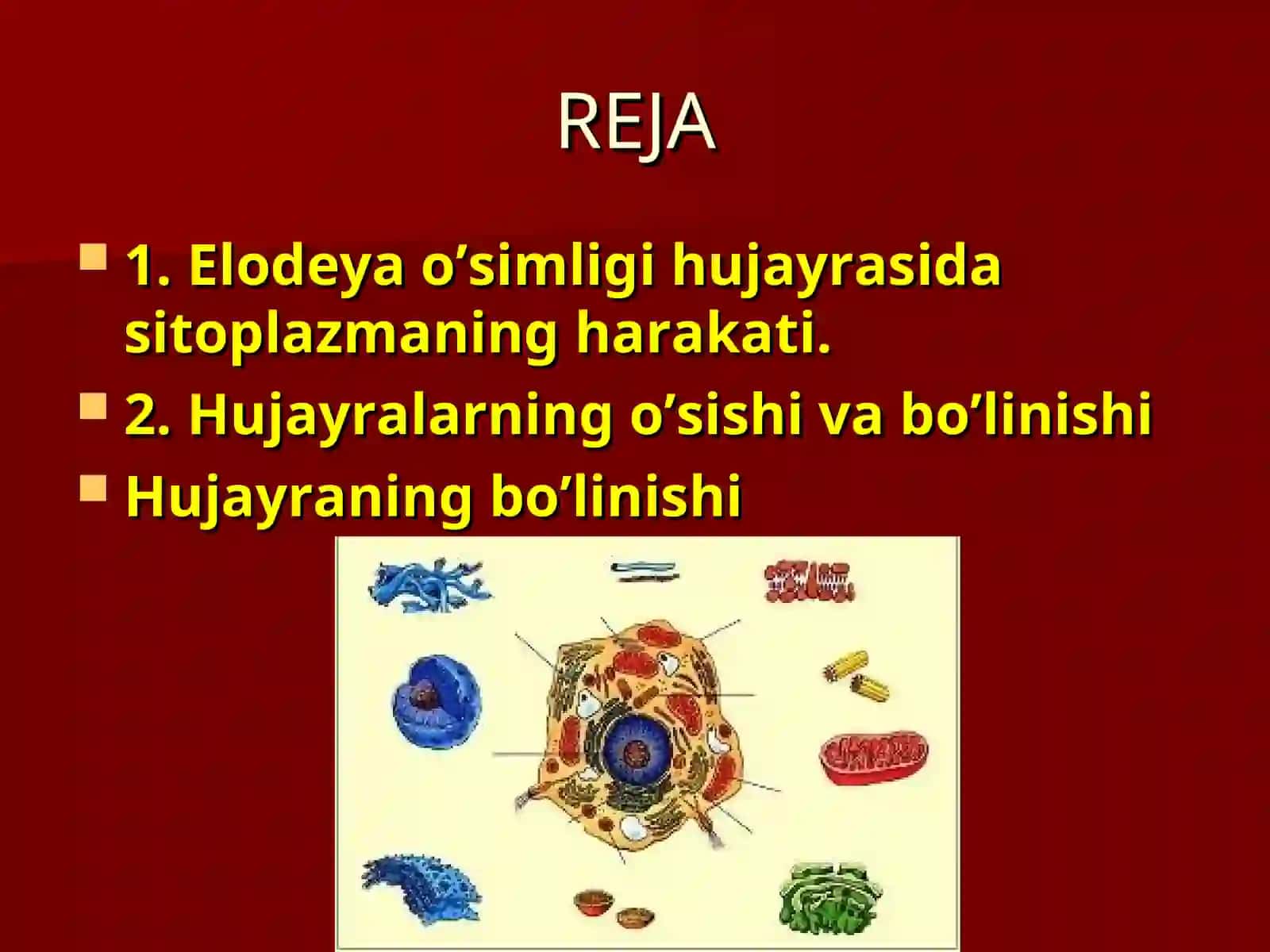 HUJAYRALARNING HAYOTIY FAOLIYATI 2
