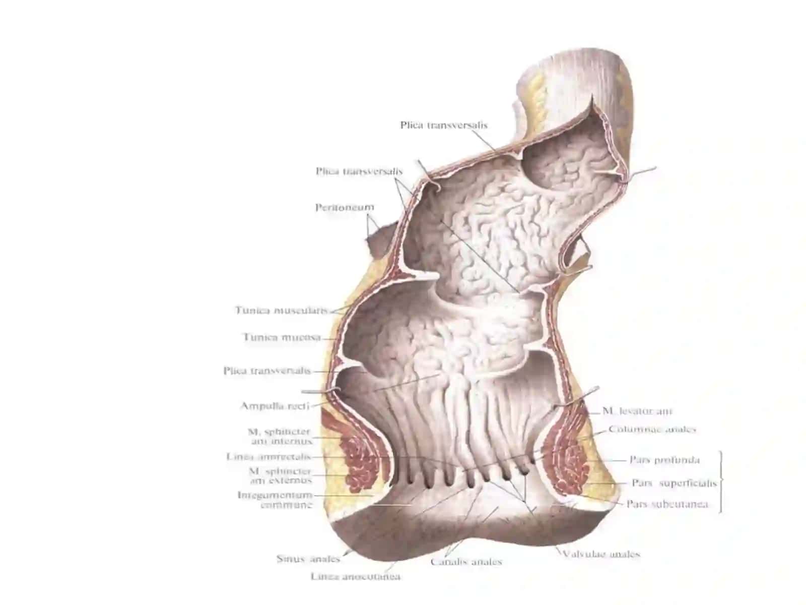 Тўғри ичак(rectum) 2