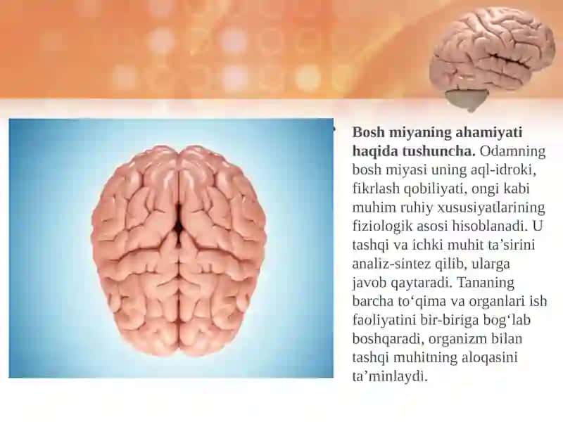 Boshmiyaning tuzilishi va funksiyasi 2