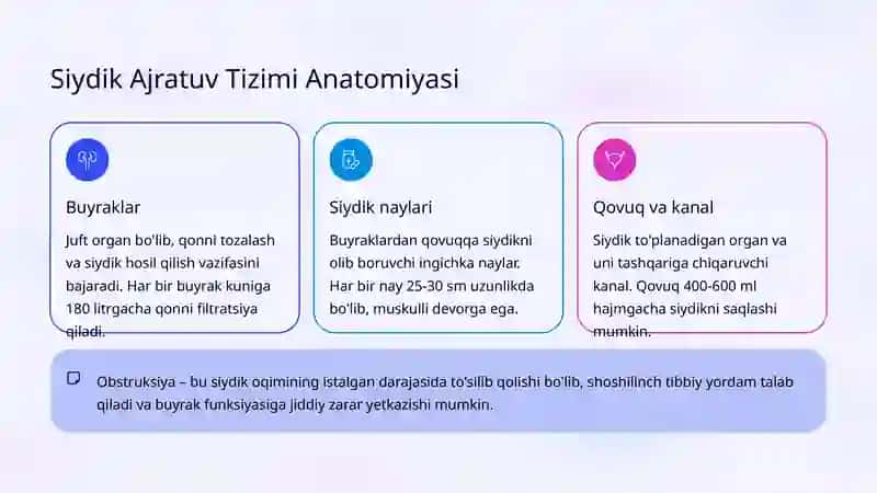 Siydik Ajratuv Tizimi Anatomiyasi 2