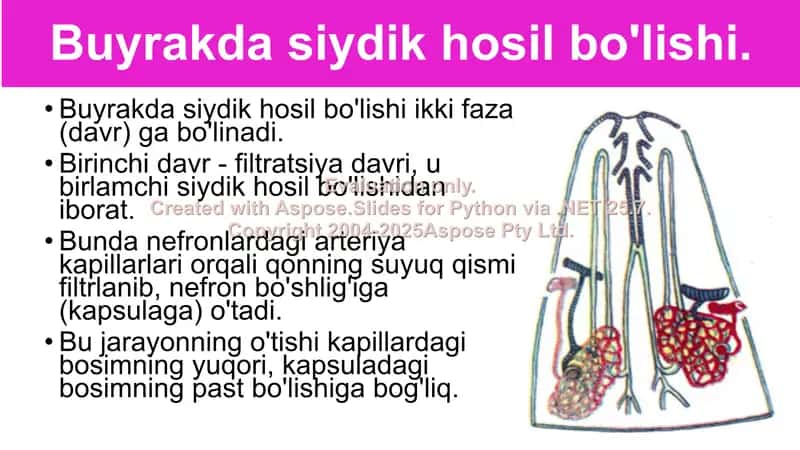 Siydik ajratish organlarining funksiyasi 2