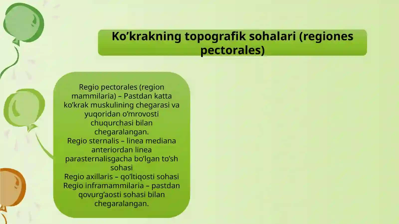 Ko’krak vaqorin mushaklari anatomiyasi 2