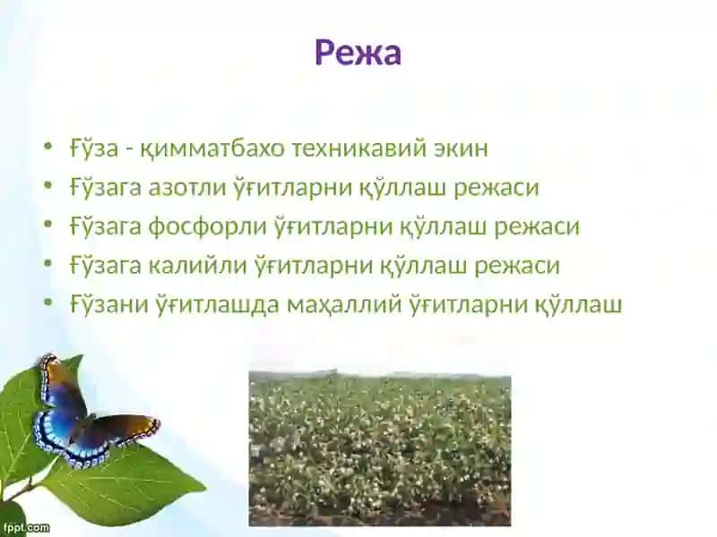 Толали-техник экинларни ўғитлаш 2