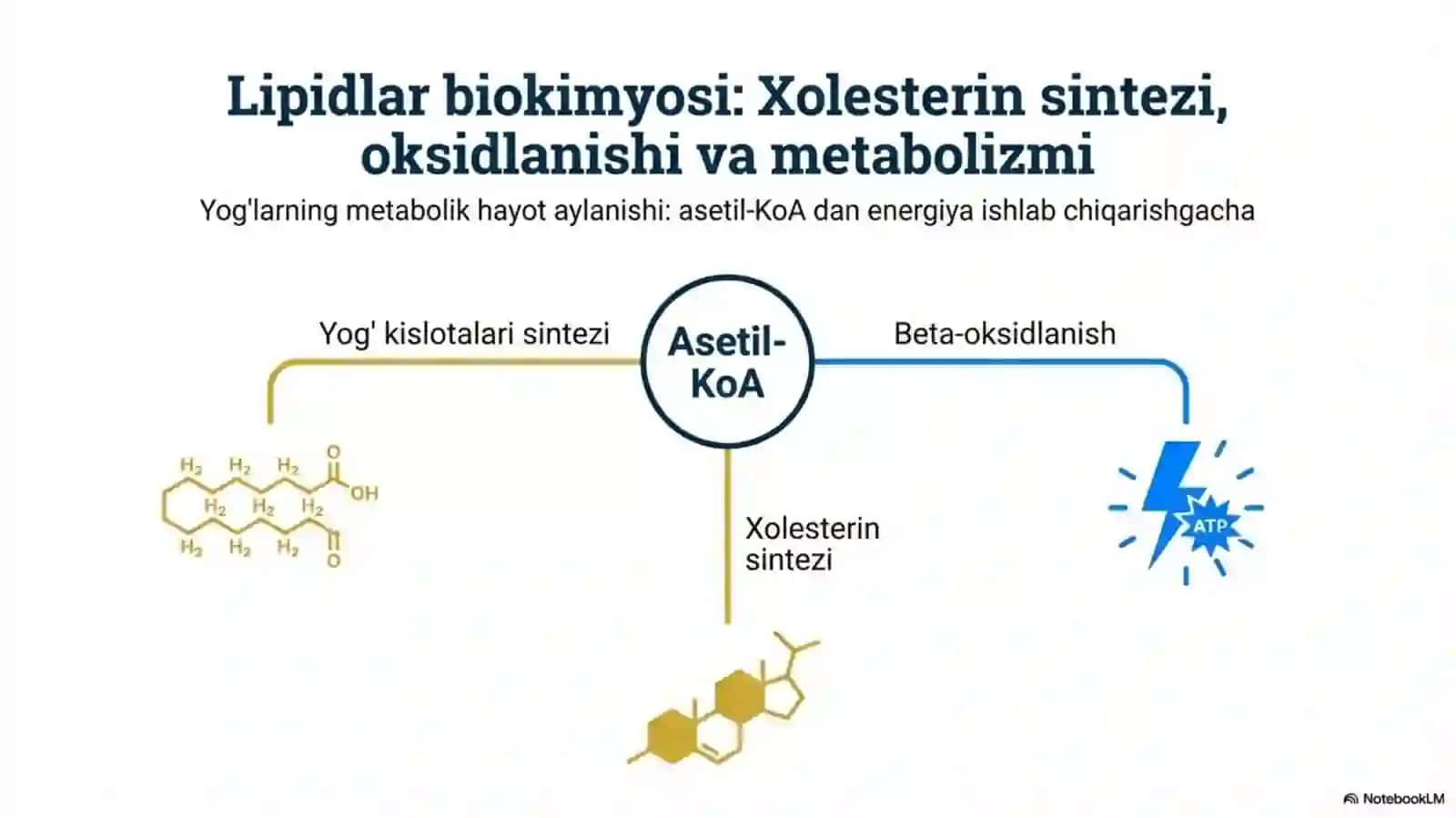 Yog‘ to‘qimasida triatsilgliserol zaxiralarining shakllanishi. 2