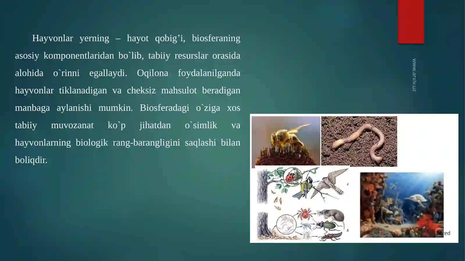 Hayvonlarning biosferadagi ahamiyati 2