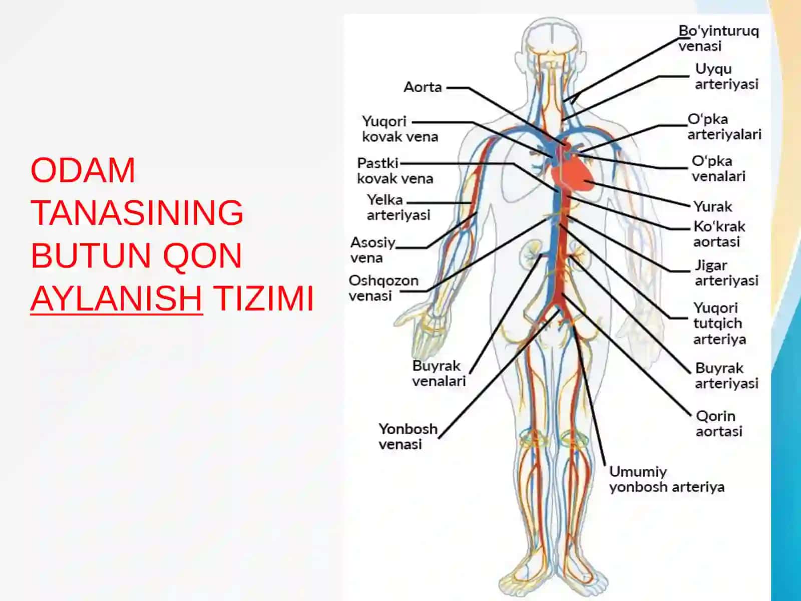 ODAM TANASINING BUTUN QONAYLANISHTIZIMI 2