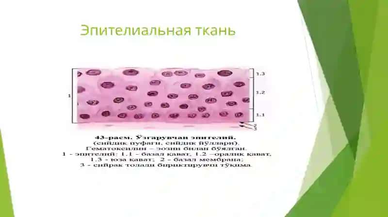 Эпителиальная ткань 2