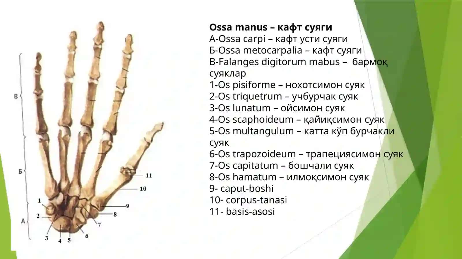 Қўл кафти суяклари 2