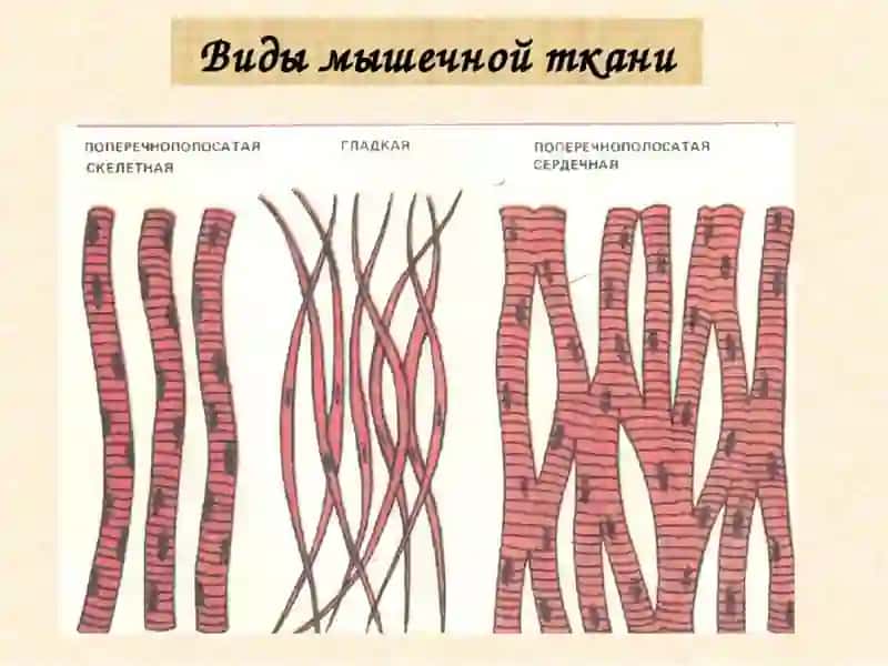 Мускул тукимаси физиологияси 2