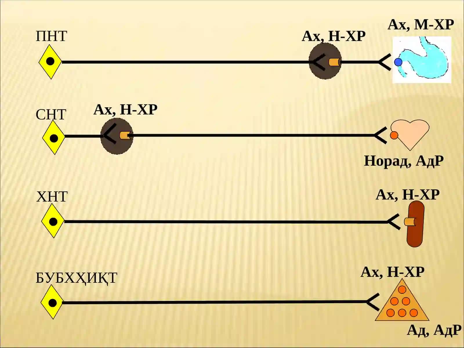 Адренергик синапс (схематик тарзда) 2