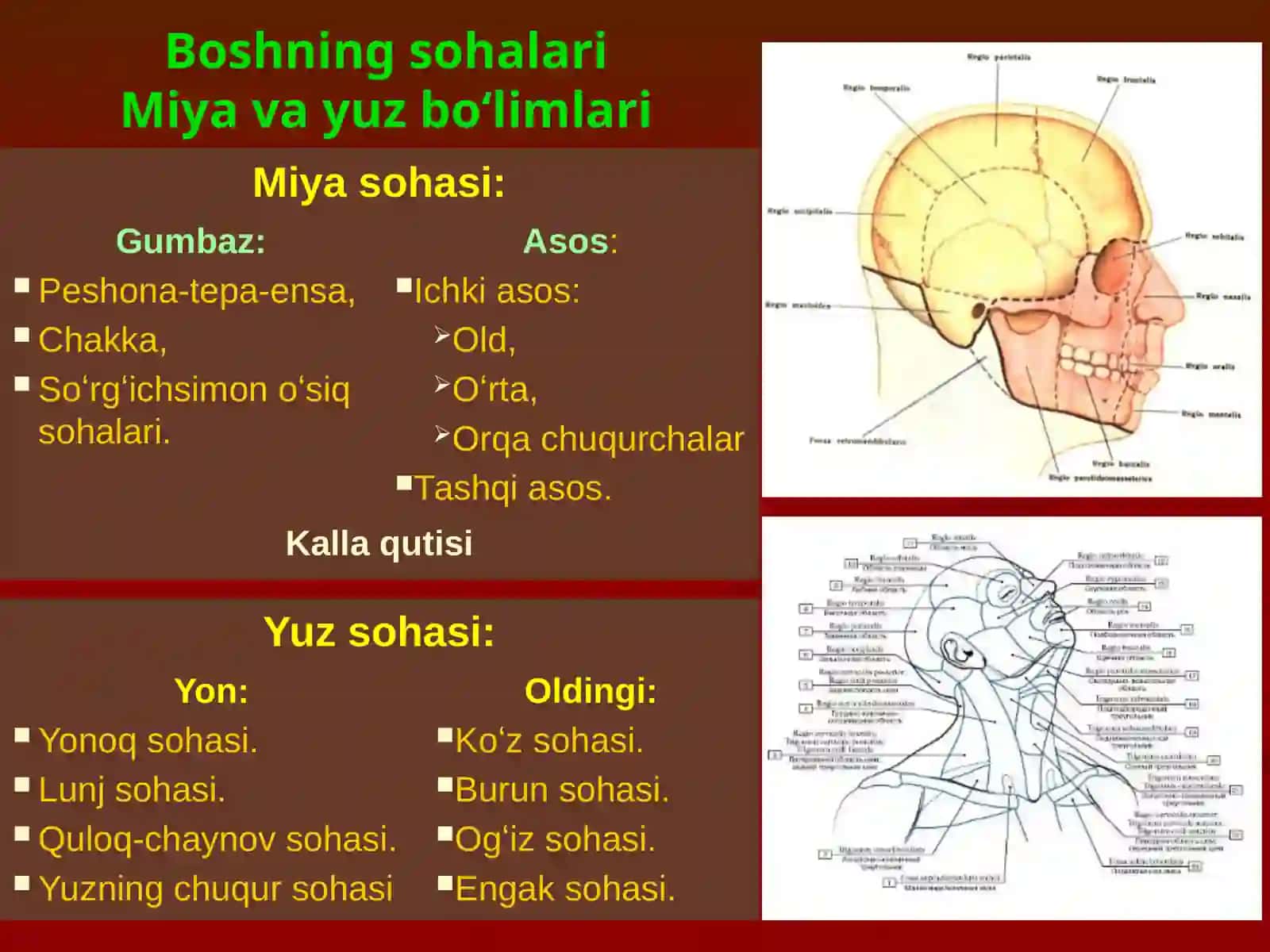 Boshsohasimiyaqisminingklinikanatomiyasi 2