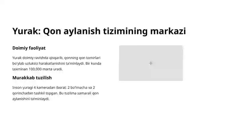 Yurakning qon bilan ta'minlanishi 2