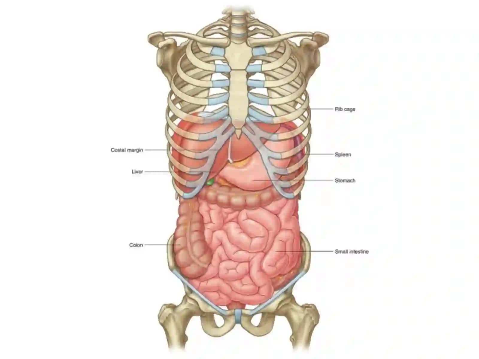 Ichaklar anatomogistologiyasi 2
